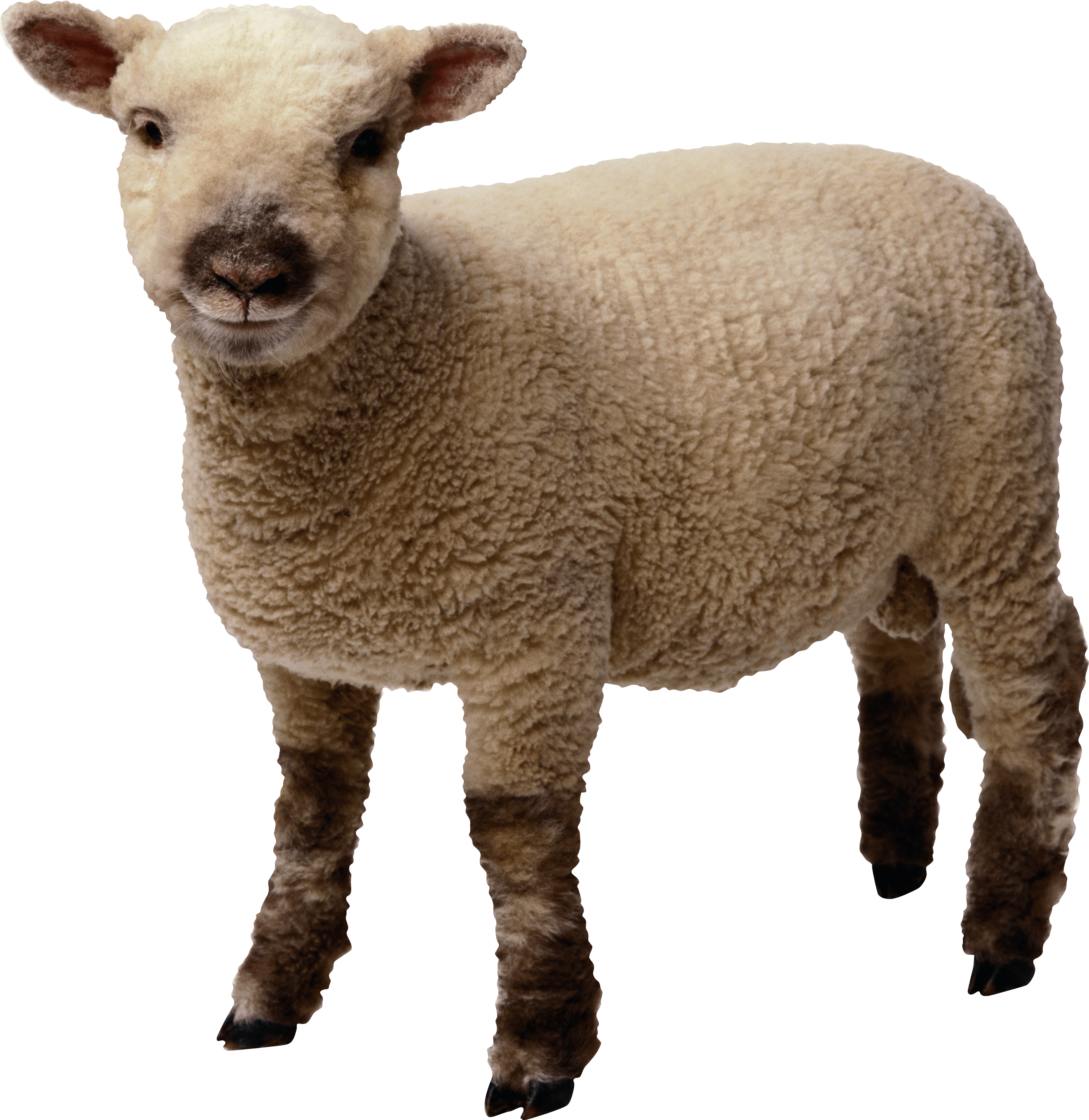 Download Sheep PNG Transparent Photo PNG, SVG Clip art for Web ...