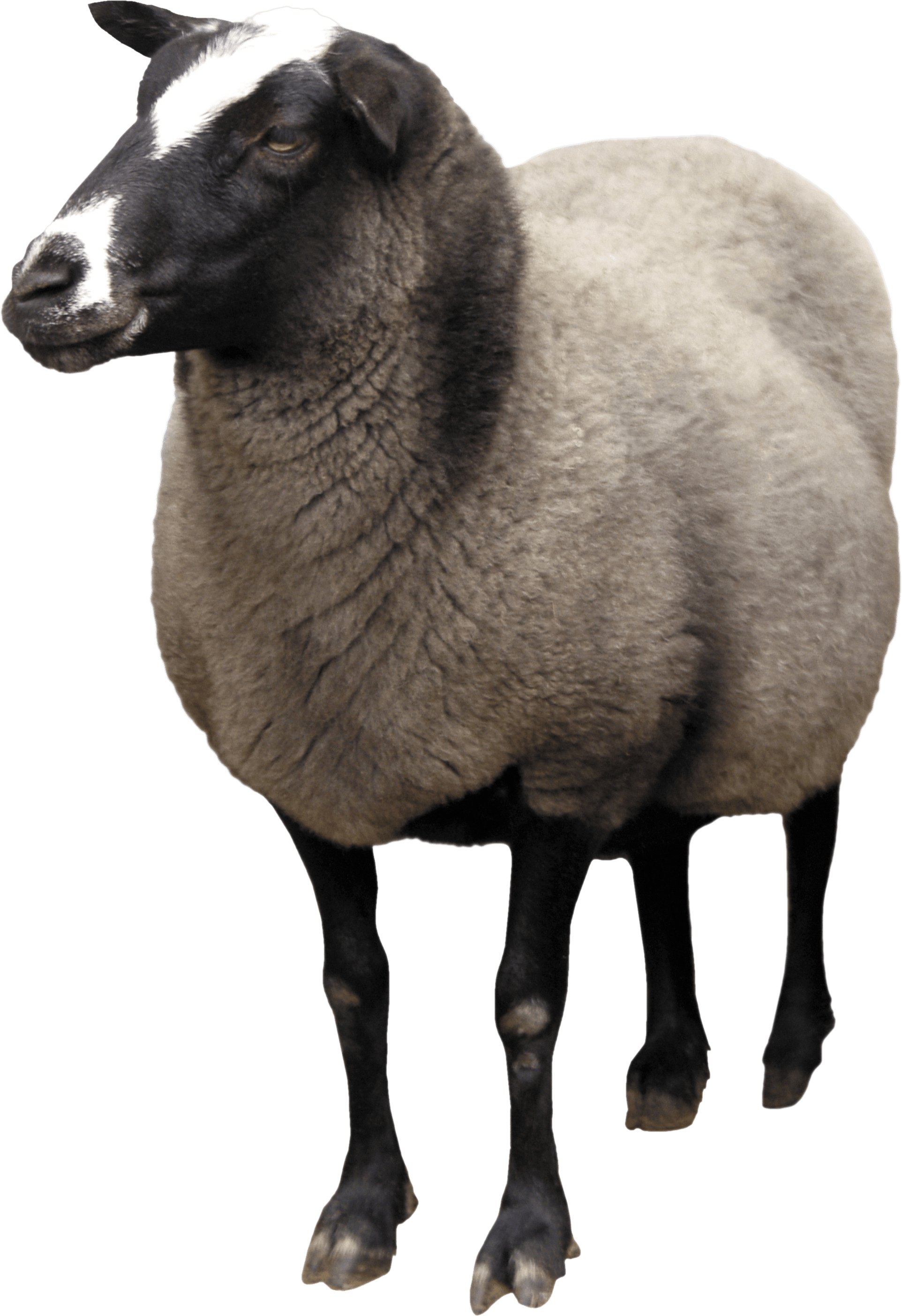 Sheep Png Transparent Images Sheep Clipart Large Size Png Image ...