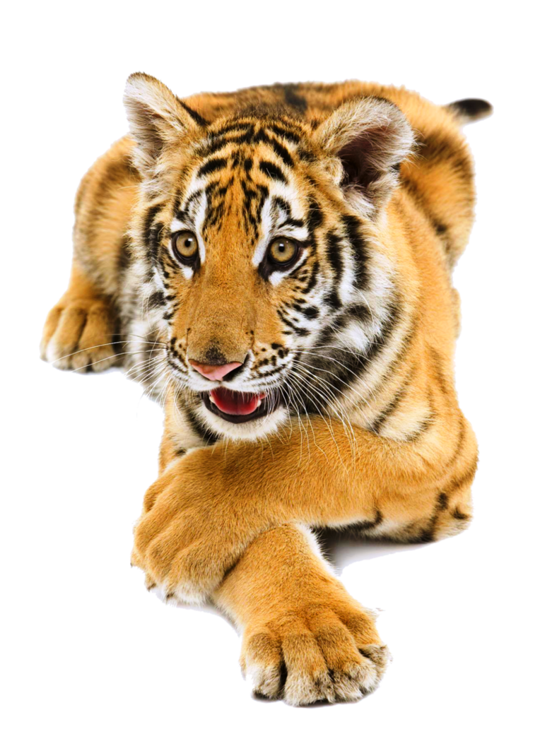 Siberian Tiger Png Pic Png Svg Clip Art For Web Download Clip Art