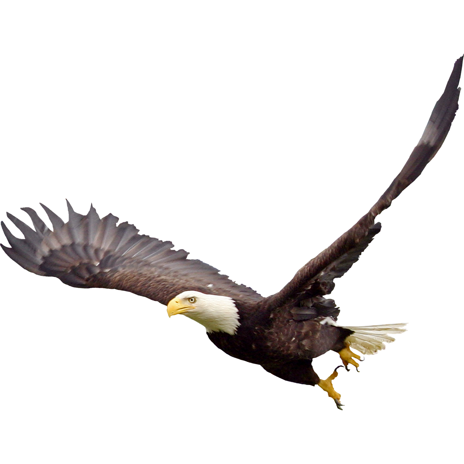 Download Soaring Eagle PNG File PNG, SVG Clip art for Web ...