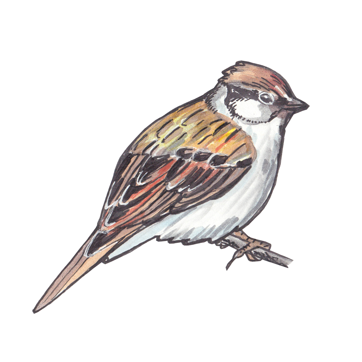 Sparrow PNG Clipart SVG Clip arts