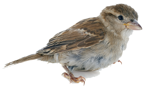 Sparrow PNG HD SVG Clip arts