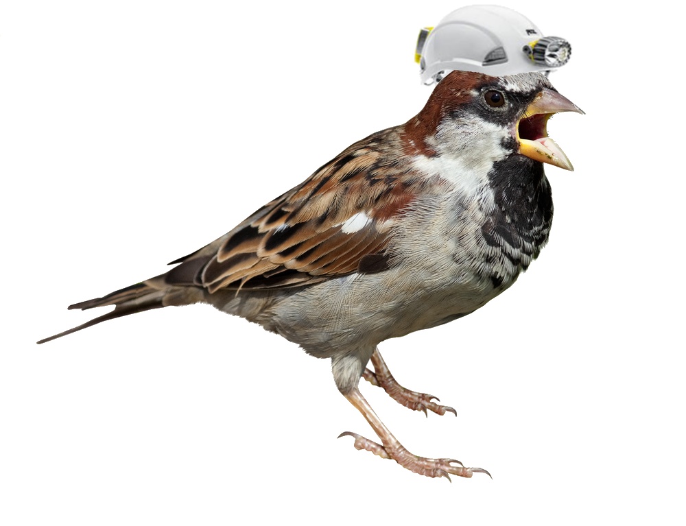 Sparrow PNG Transparent Picture SVG Clip arts
