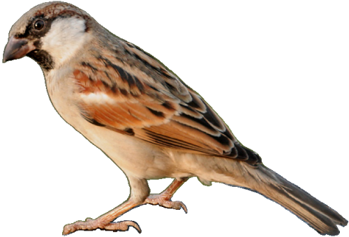 Sparrow PNG Transparent SVG Clip arts