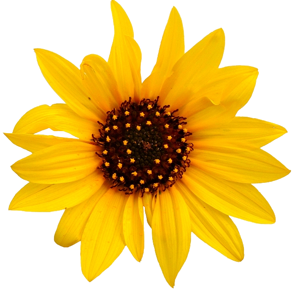 Download Sunflower Transparent Png Png Svg Clip Art For Web Download Clip Art Png Icon Arts