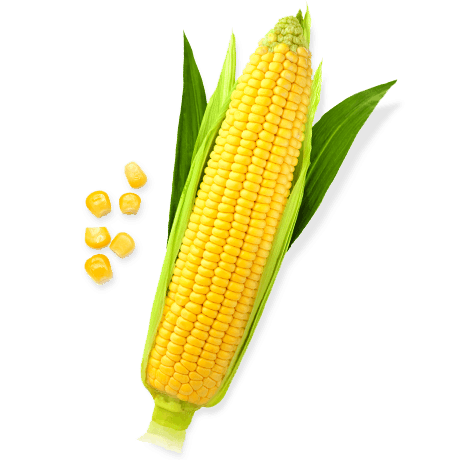 Sweet Corn Png File Png Svg Clip Art For Web Download Clip Art Png Icon Arts