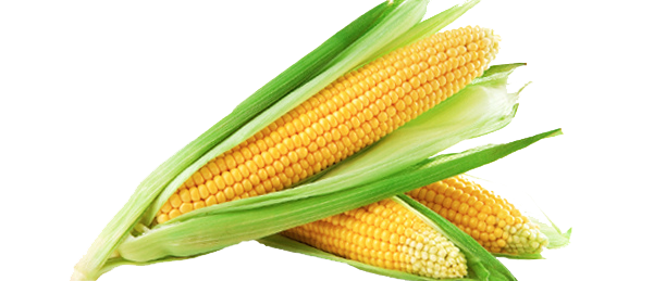 Free Free 248 Sweet Corn Svg SVG PNG EPS DXF File