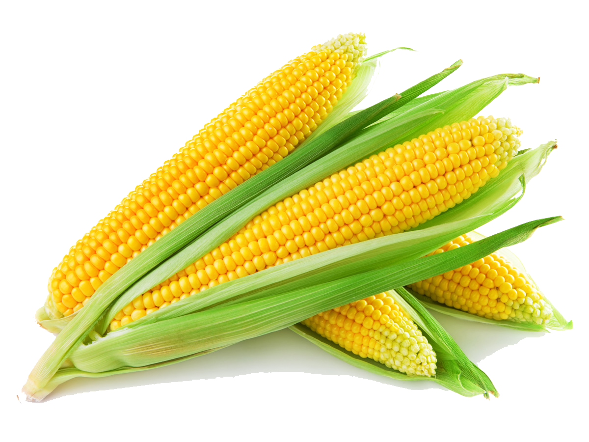 Download Sweet Corn Png Svg Clip Art For Web Download Clip Art Png Icon Arts