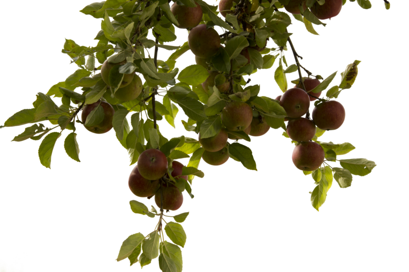 Tree Branch PNG Photos PNG, SVG Clip art for Web - Download Clip Art