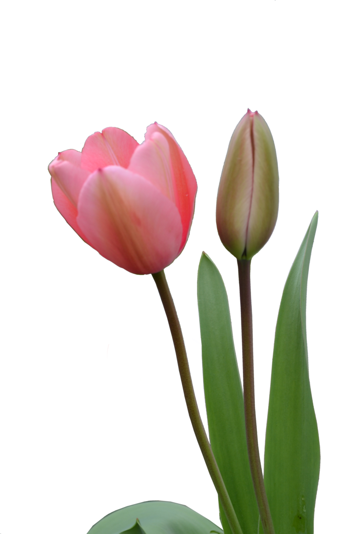 Tulip Bud PNG PNG, SVG Clip art for Web - Download Clip Art, PNG Icon Arts