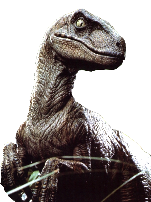 large velociraptor