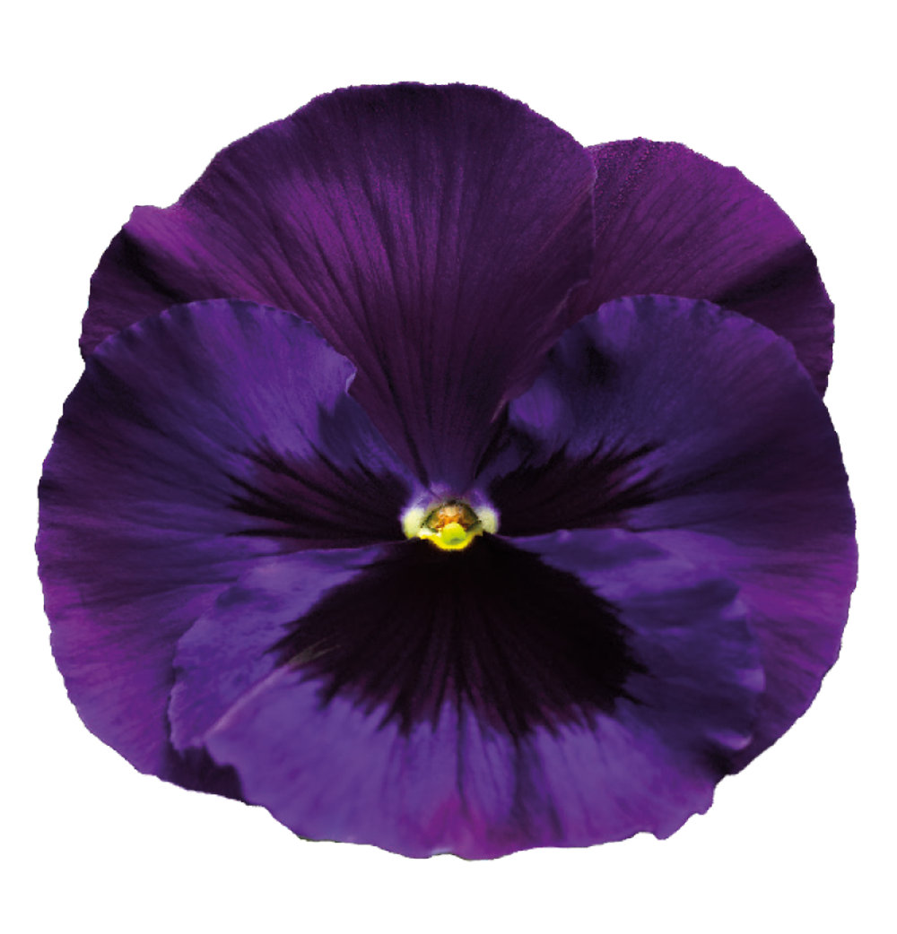 Pics Of Violet