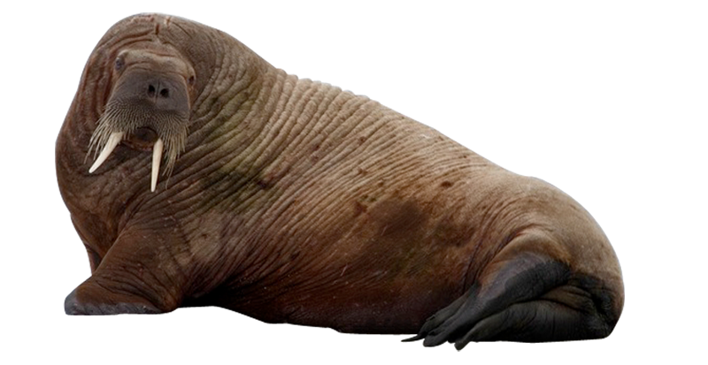 Walrus PNG Clipart SVG Clip arts