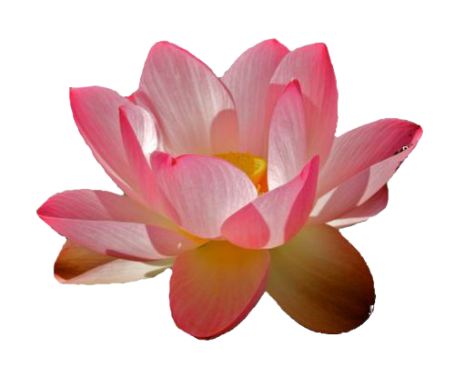 Water Lily PNG File SVG Clip arts