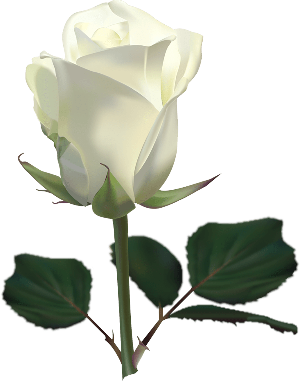 White image png. Роза Вайт Роуз. Domenica роза. Белые розы. Белые розы на прозрачном фоне