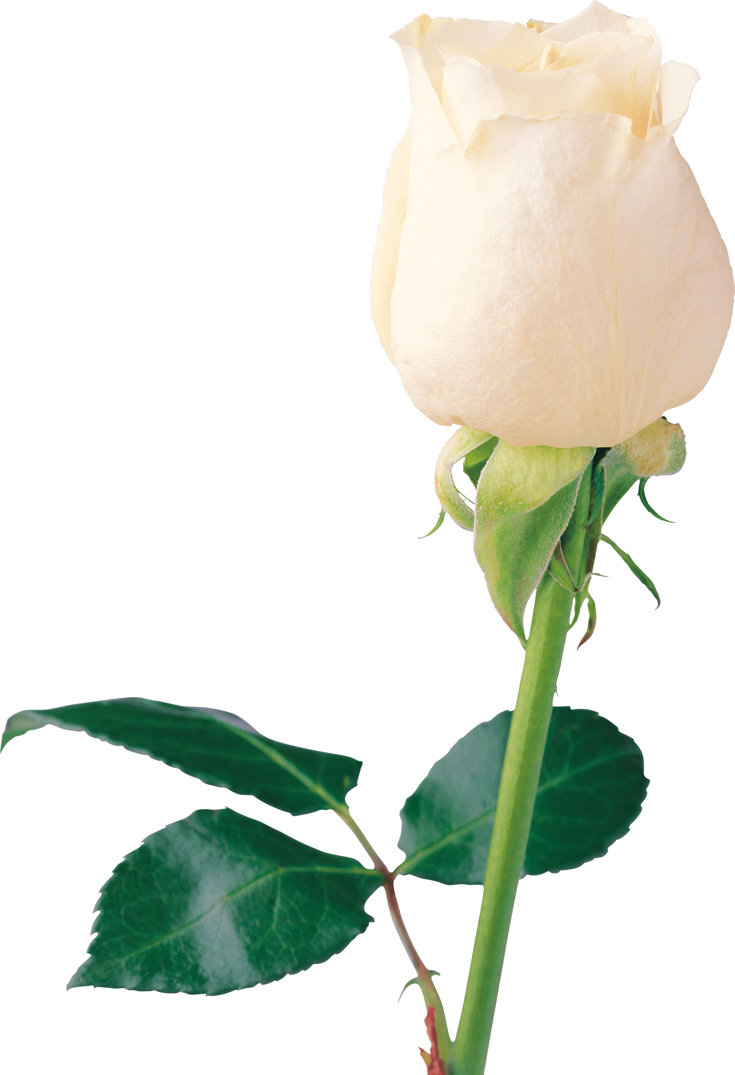 White Rose PNG Transparent Images PNG, SVG Clip art for Web - Download