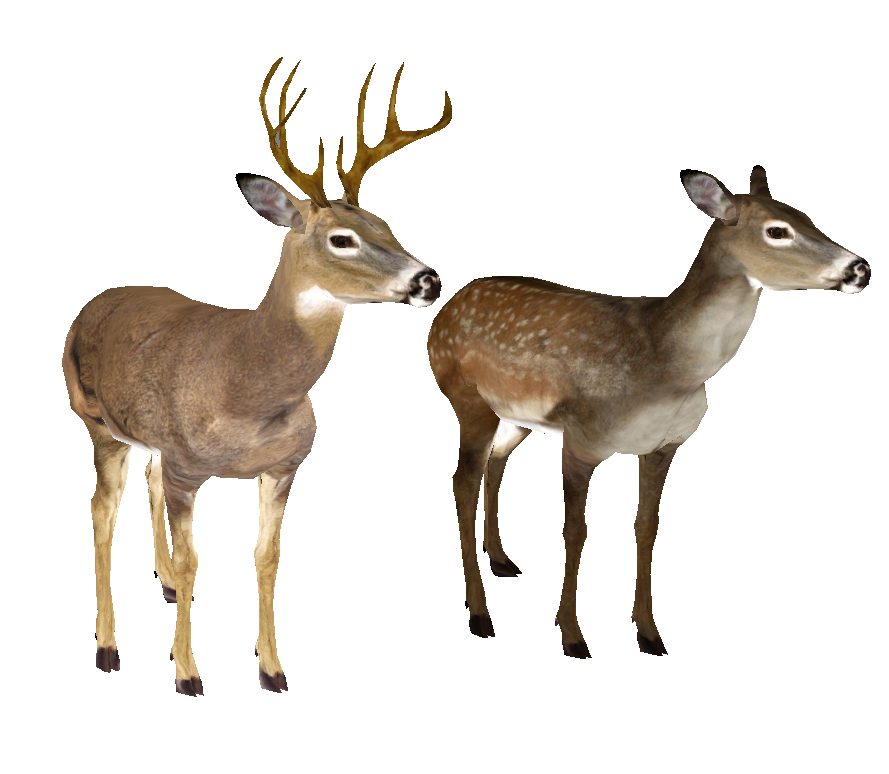 Download Whitetail Deer Head PNG PNG, SVG Clip art for Web ...