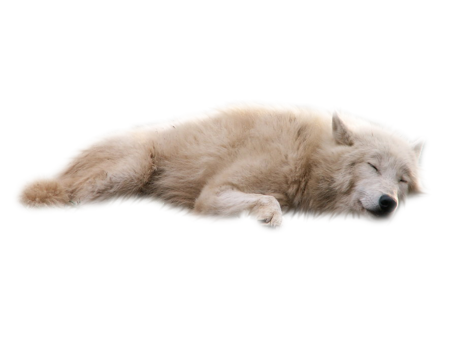 Download Wolves White Background Transparent Png Png Svg Clip Art For Web Download Clip Art Png Icon Arts