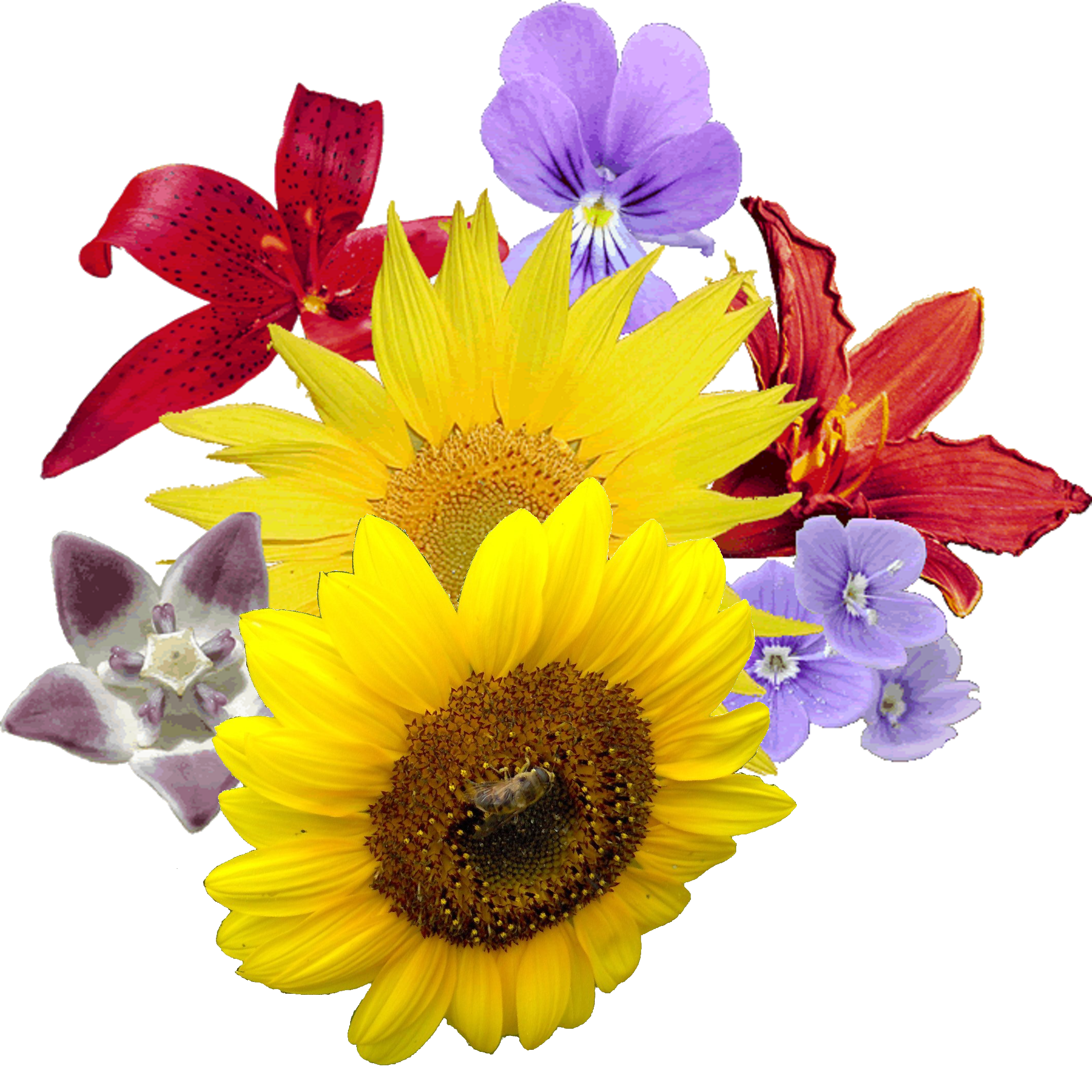 Free Free 85 Yellow Flower Svg SVG PNG EPS DXF File