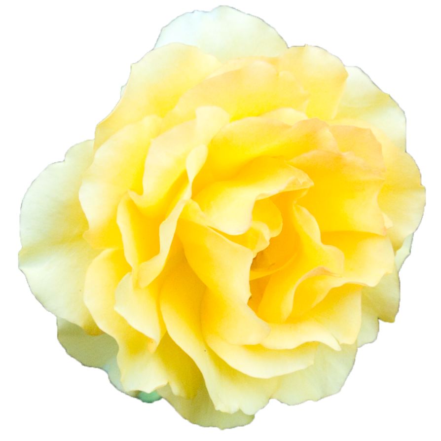 Download Yellow Rose Transparent Background PNG, SVG Clip art for ...