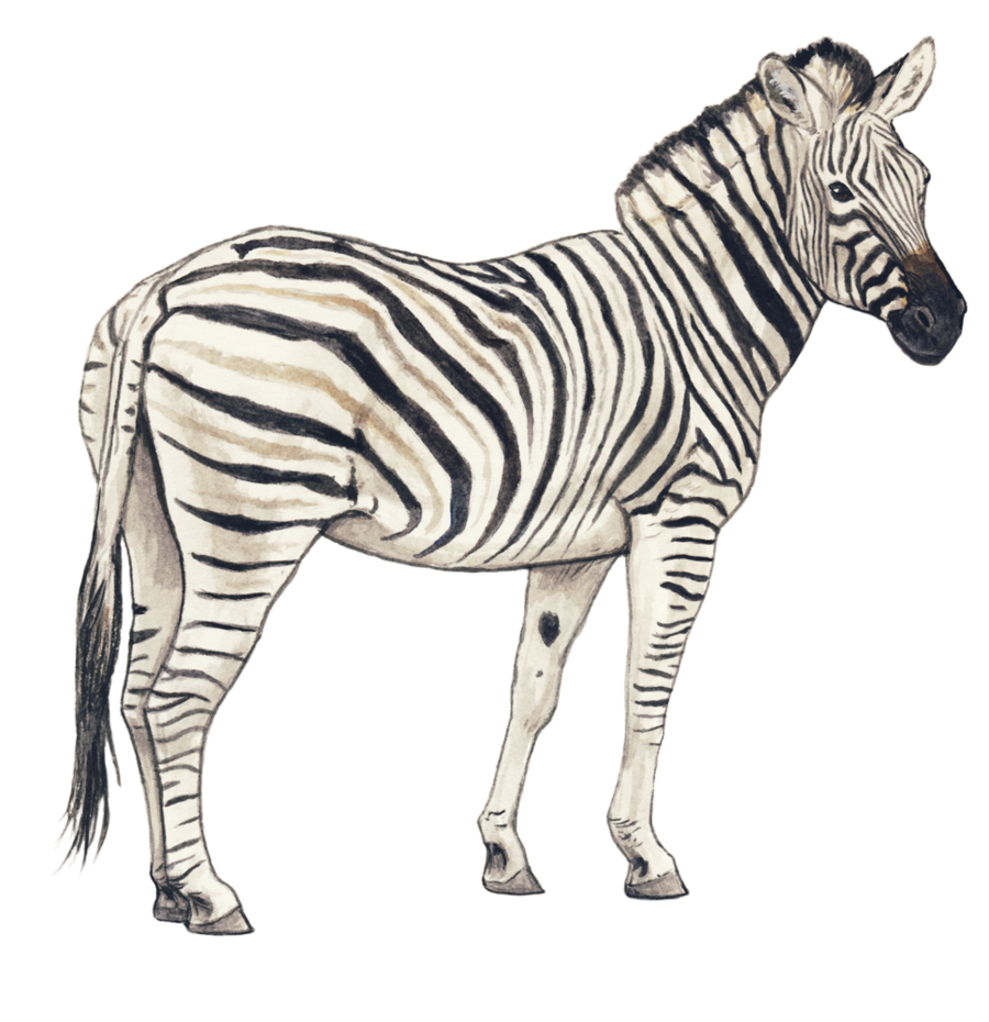 Zebra PNG Transparent Background PNG, SVG Clip art for Web - Download