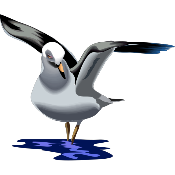 Landing Seagull PNG Clip art