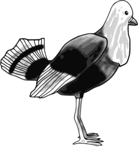 Bird  PNG Clip art