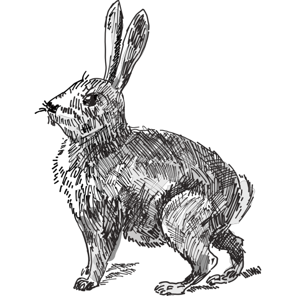 Rabbit PNG Clip art