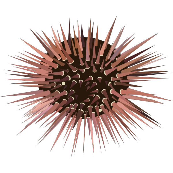 Sea Urchin PNG Clip art