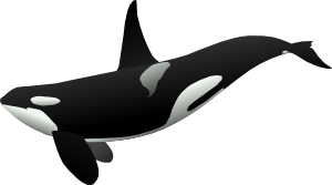 Orca PNG Clip art