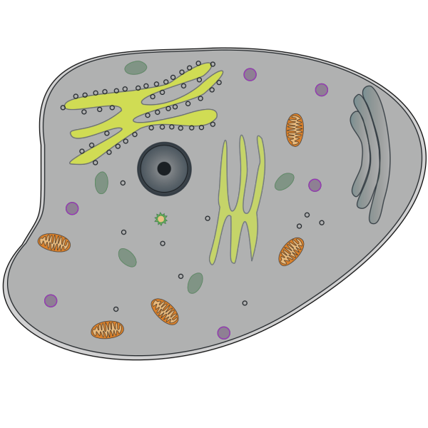 Animal Cell PNG Clip art