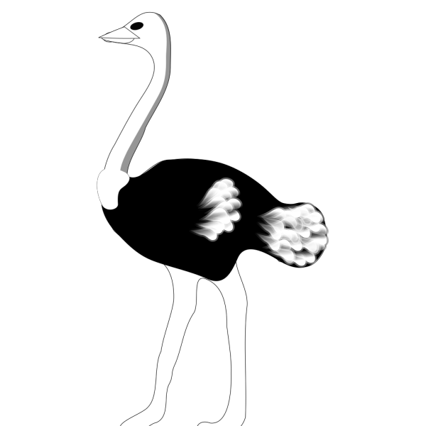 Ostrich PNG Clip art