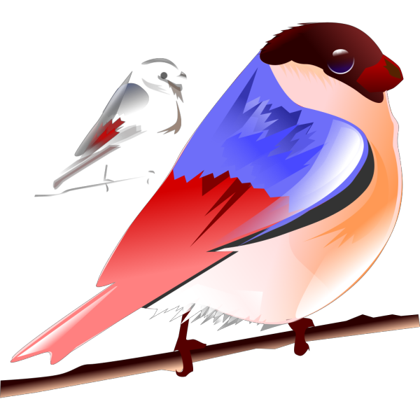 Colorful Bird PNG Clip art
