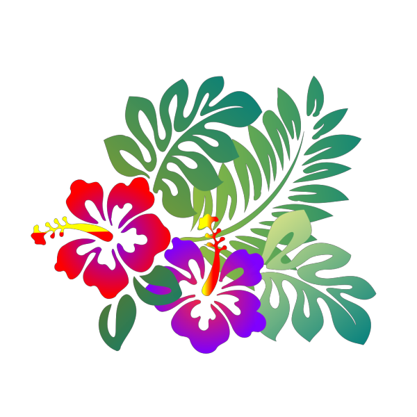 Hibiscus flowers PNG images