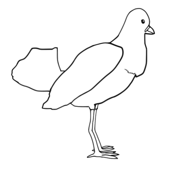 Bird (outline) PNG Clip art