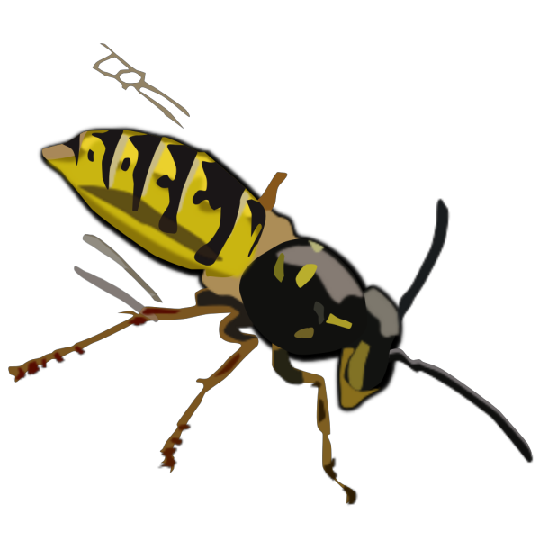 Wasp PNG Clip art