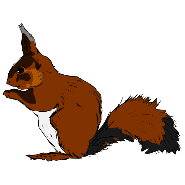 Squirrel PNG Clip art