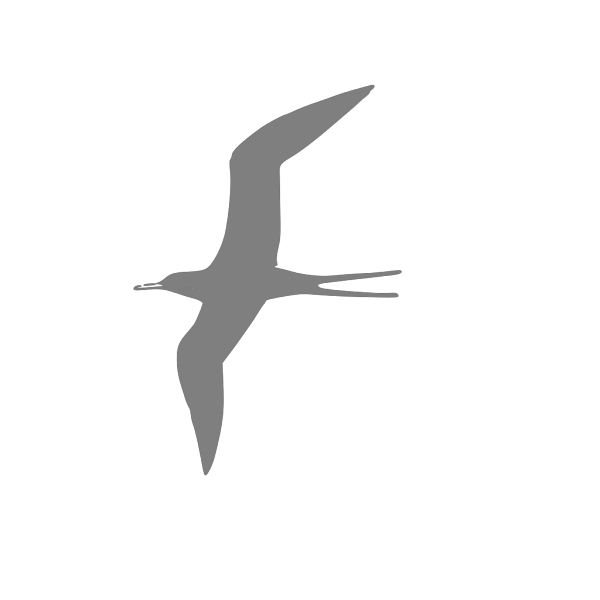 Flying Bird Grey PNG Clip art