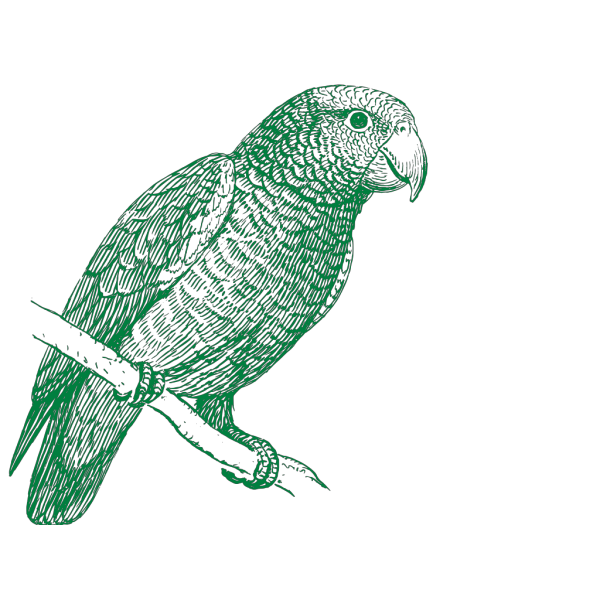 Green Parrot PNG Clip art