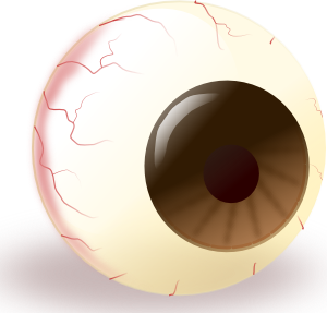 Ecuabron Brown Eye PNG Clip art