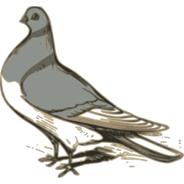 Pigeon PNG images