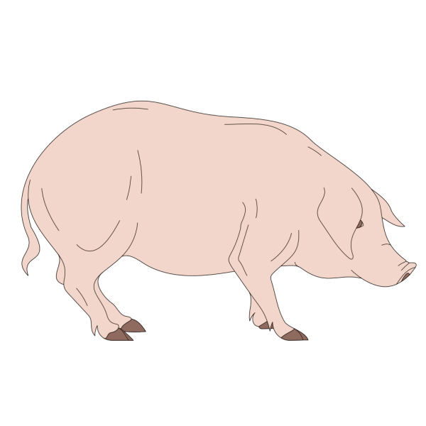 Standing Pig PNG Clip art