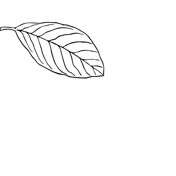 Brown Tea Leaf PNG Clip art