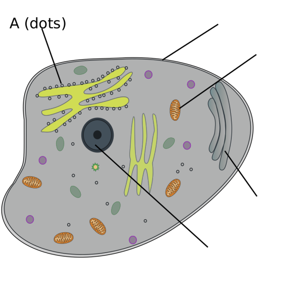 Animal Cell PNG Clip art