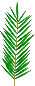 Palms PNG images