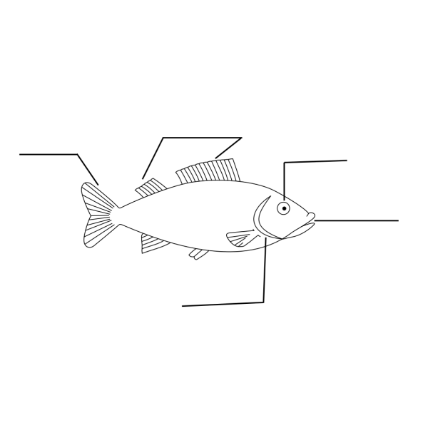 Fish Pre-assessment PNG Clip art