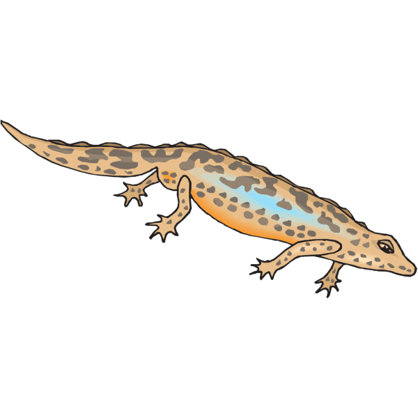 Leaning Salamander PNG images