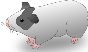 Guinea Pig PNG images