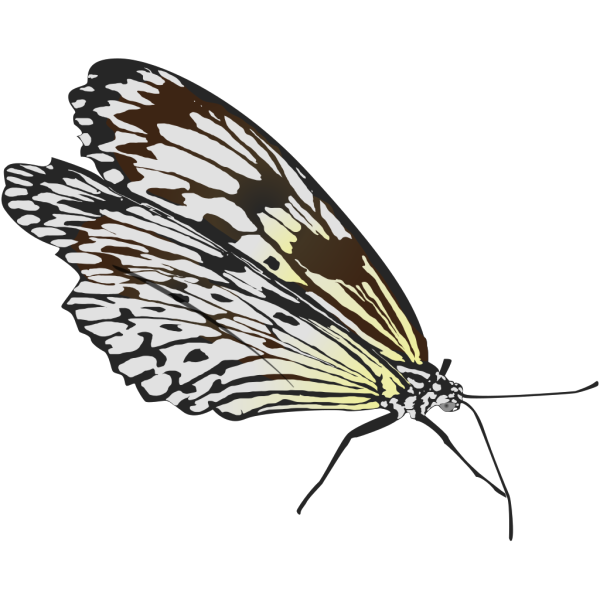 Top View Of A Butterfly PNG Clip art
