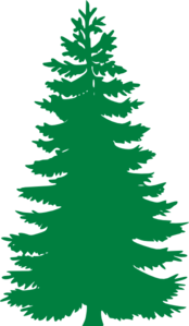 Pine Tree Wire Frame PNG images